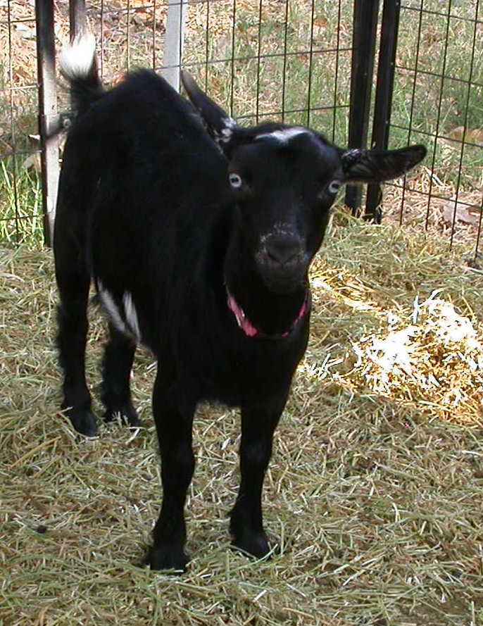 Goat Companions