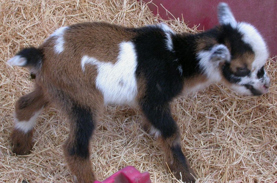 Goat Companions