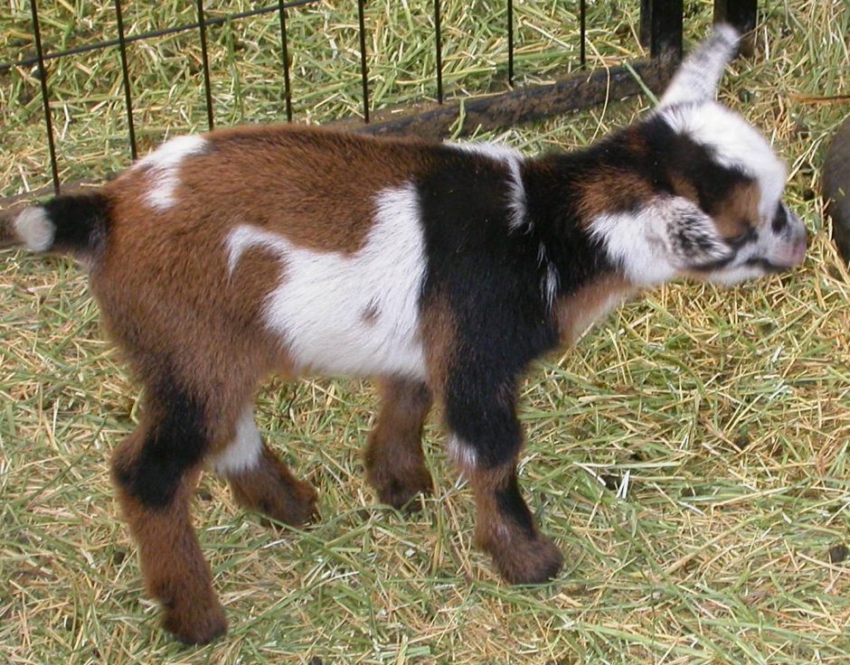 Goat Companions