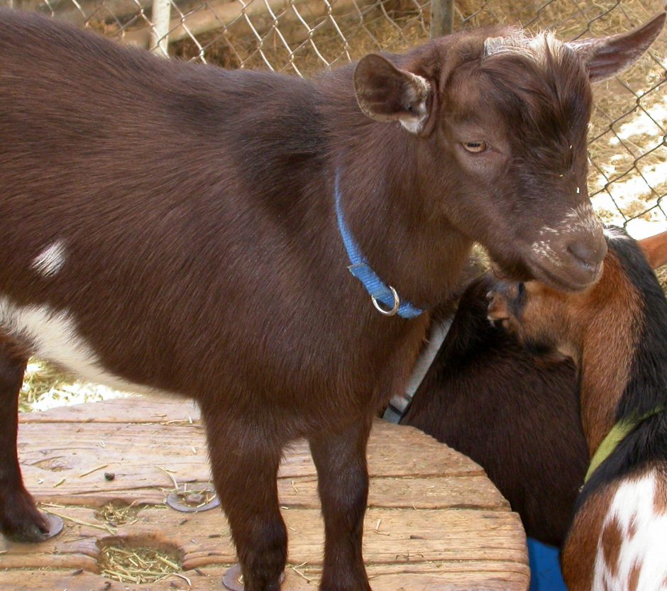 Goat Companions