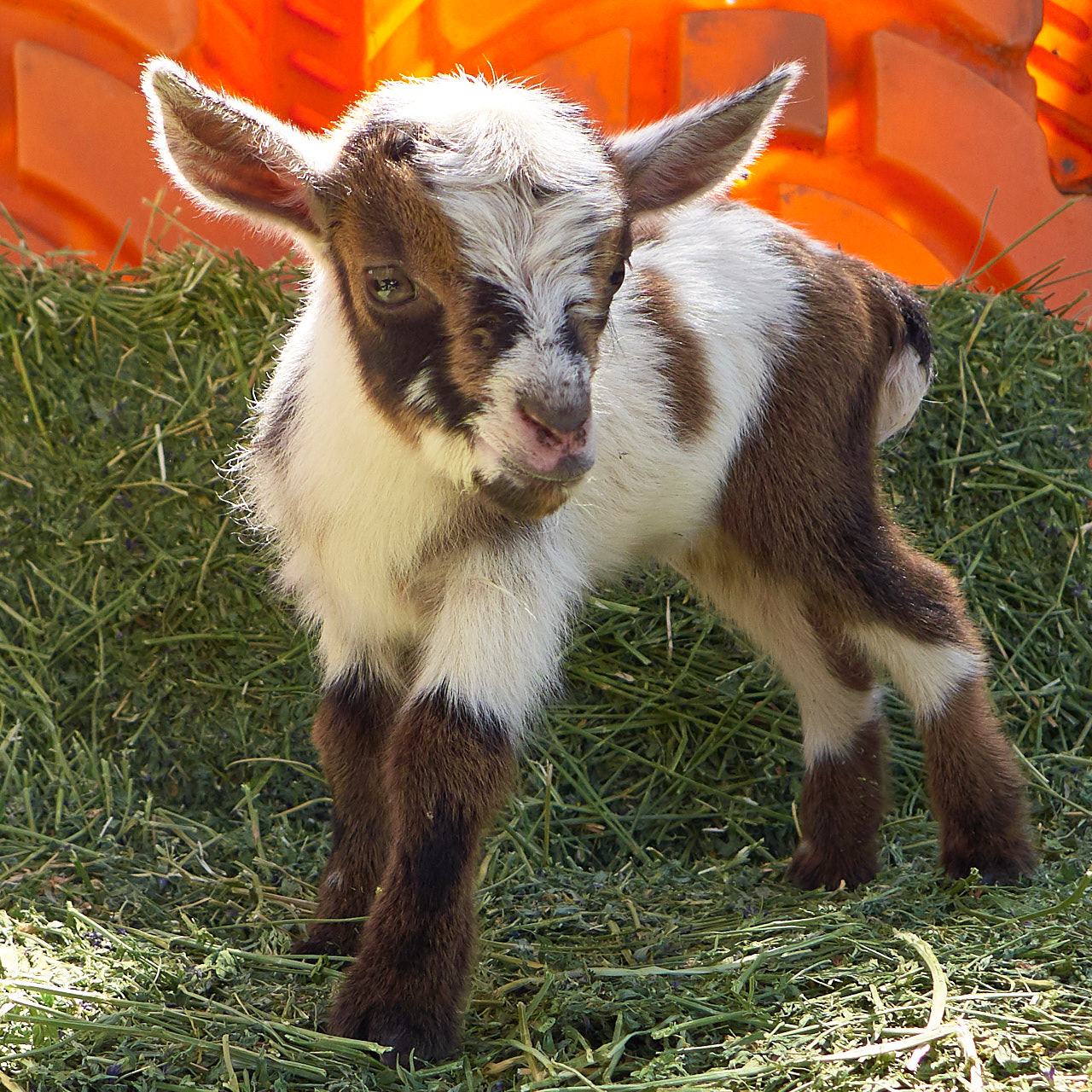 Cosette – Bottle Baby (less than 4 weeks old) SOLD – Goat Companions