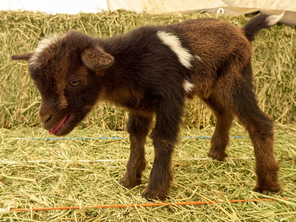 Goat Companions