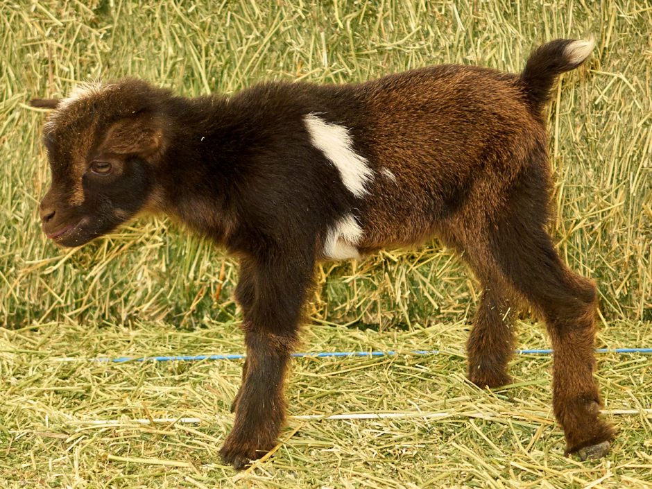 Goat Companions