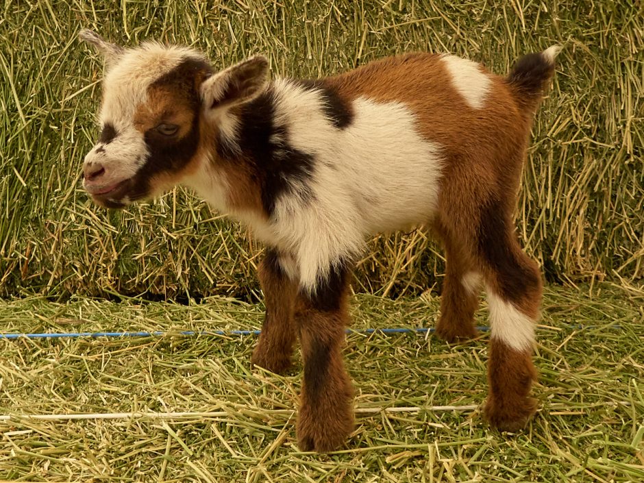 Goat Companions