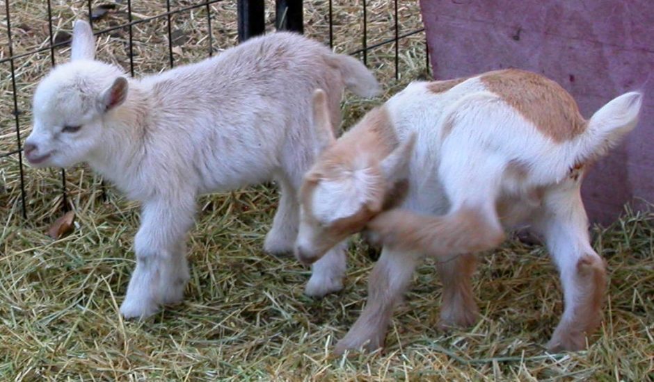 Goat Companions