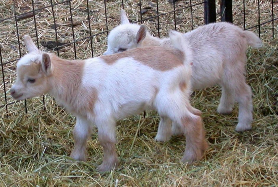 Goat Companions