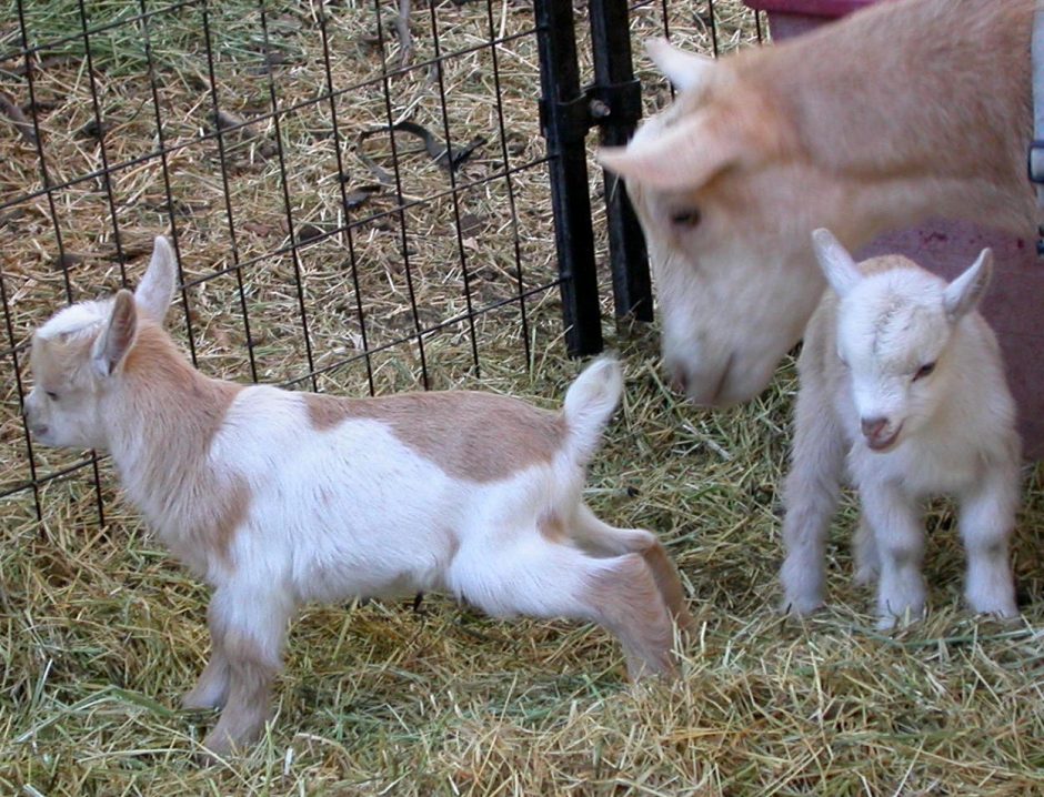 Goat Companions