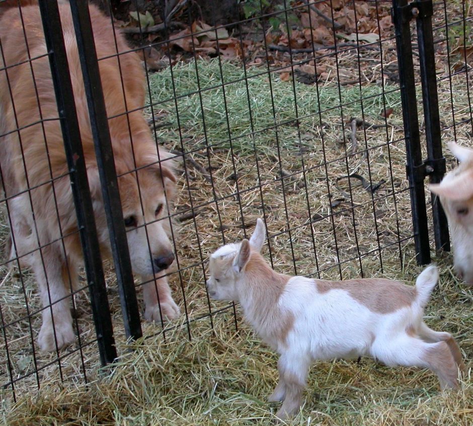 Goat Companions