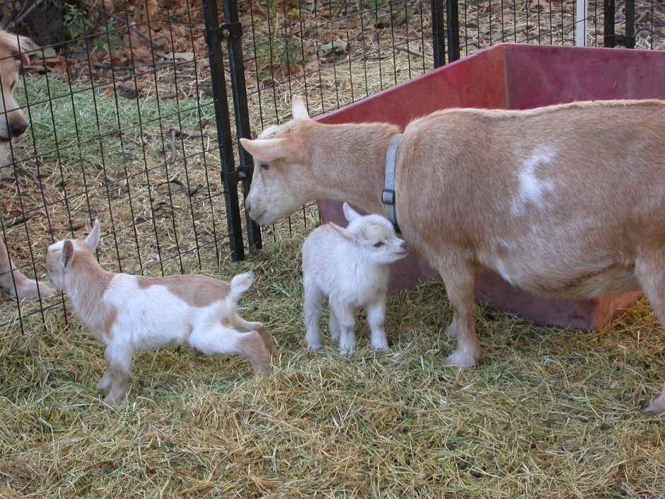 Goat Companions