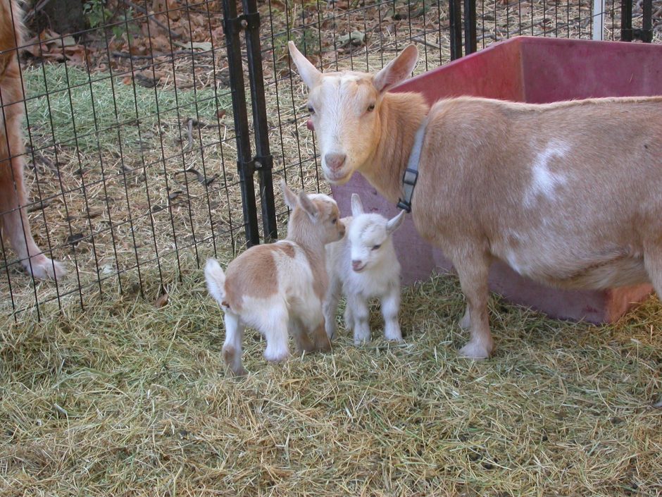 Goat Companions