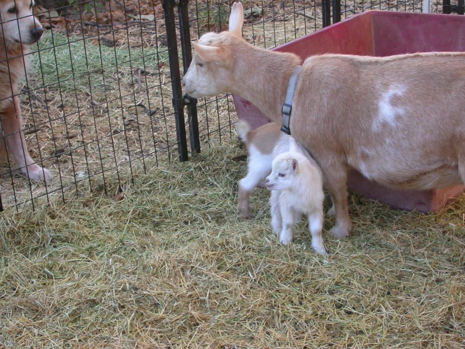 Goat Companions