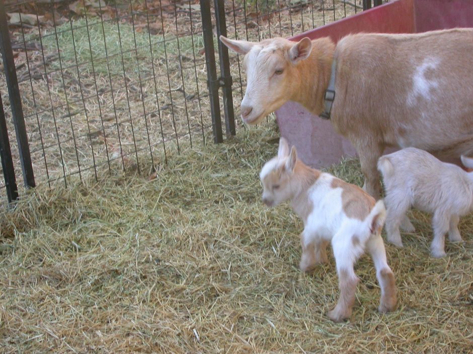 Goat Companions