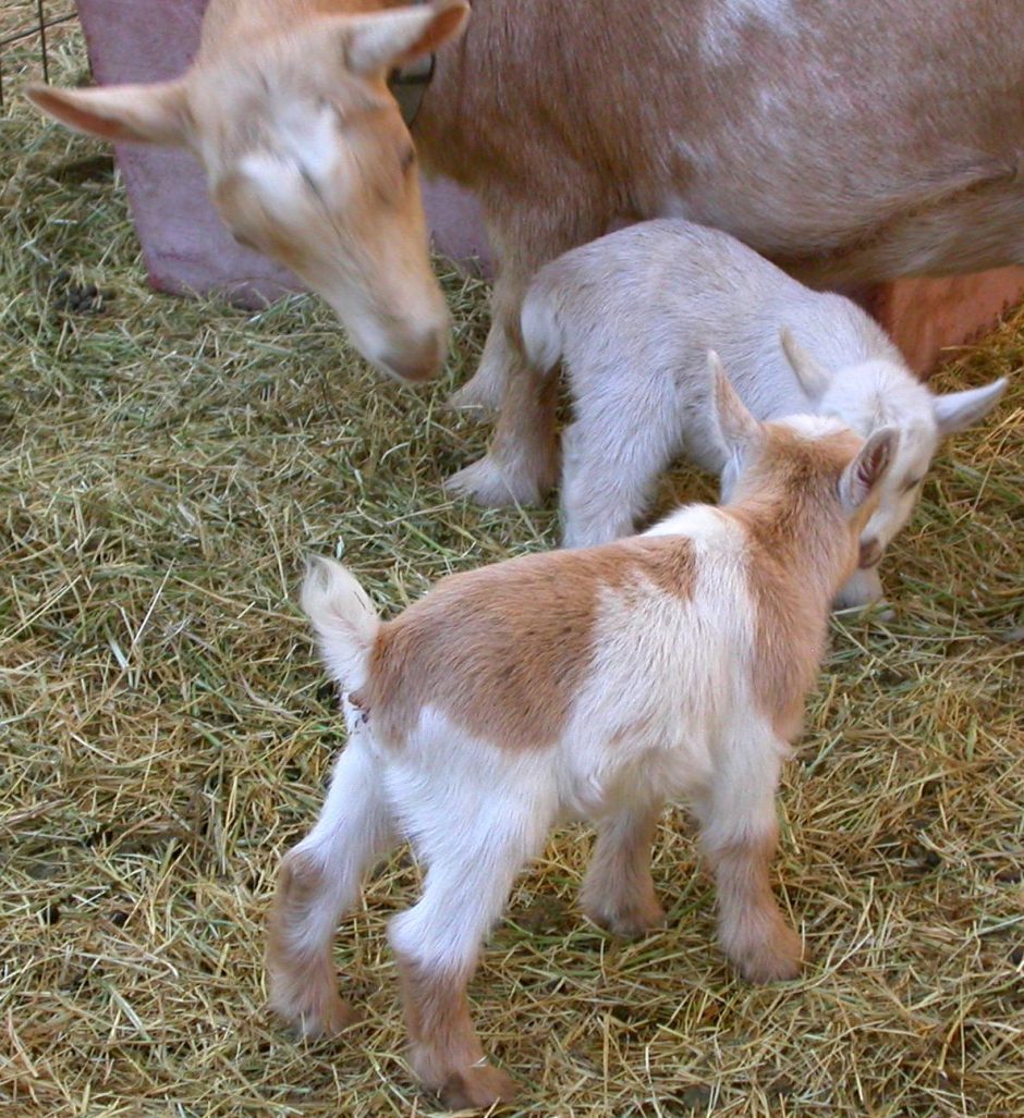 Goat Companions