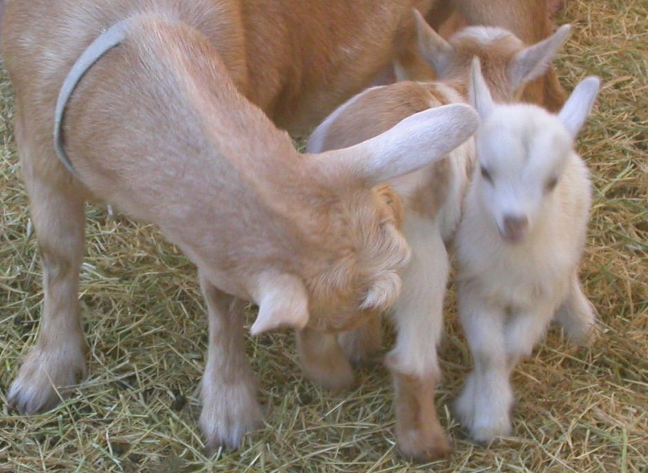 Goat Companions