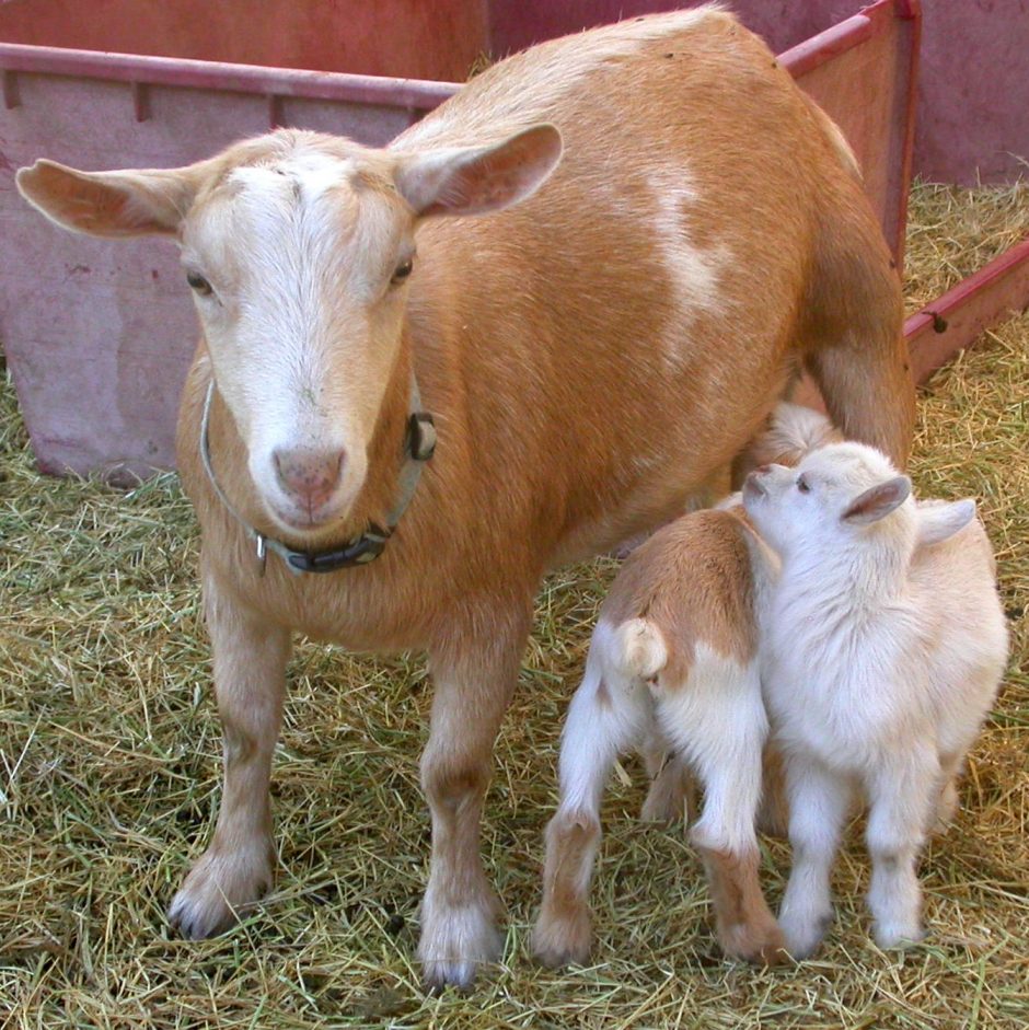 Goat Companions