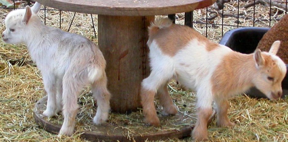Goat Companions