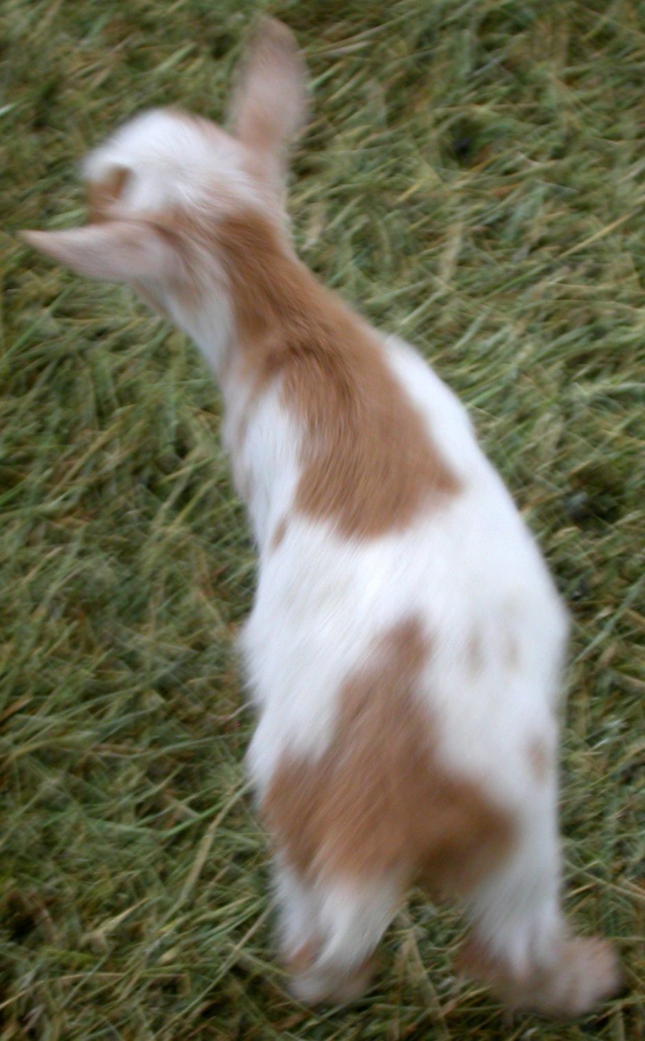 Goat Companions