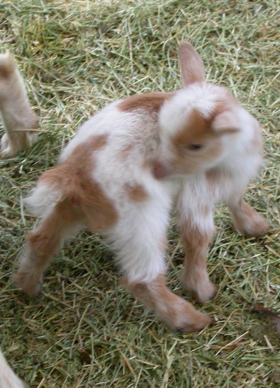 Goat Companions