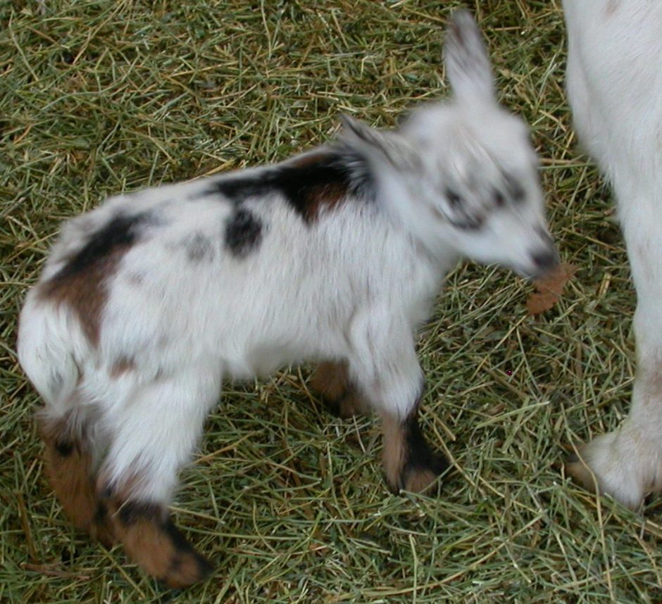 Goat Companions