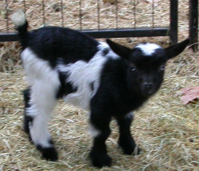 Goat Companions