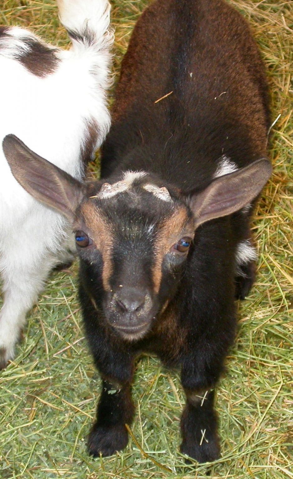 Goat Companions