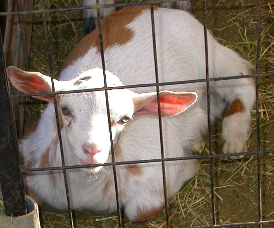Goat Companions