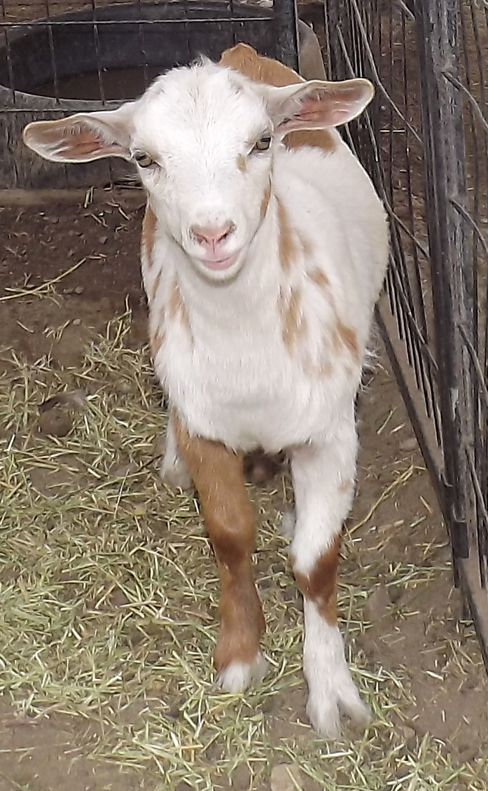 Goat Companions