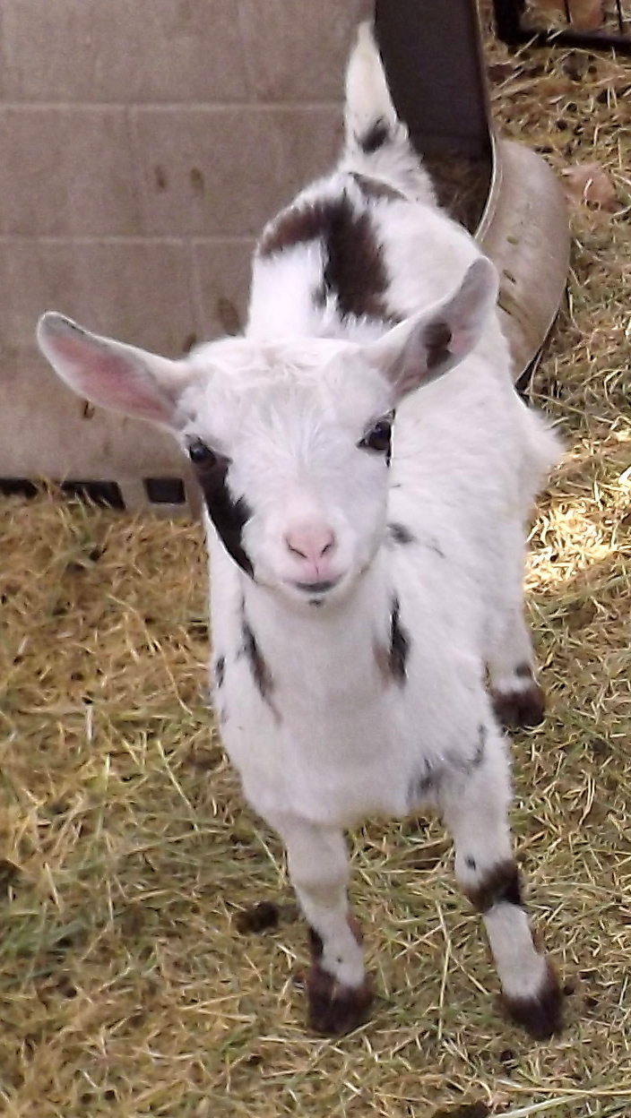 Goat Companions