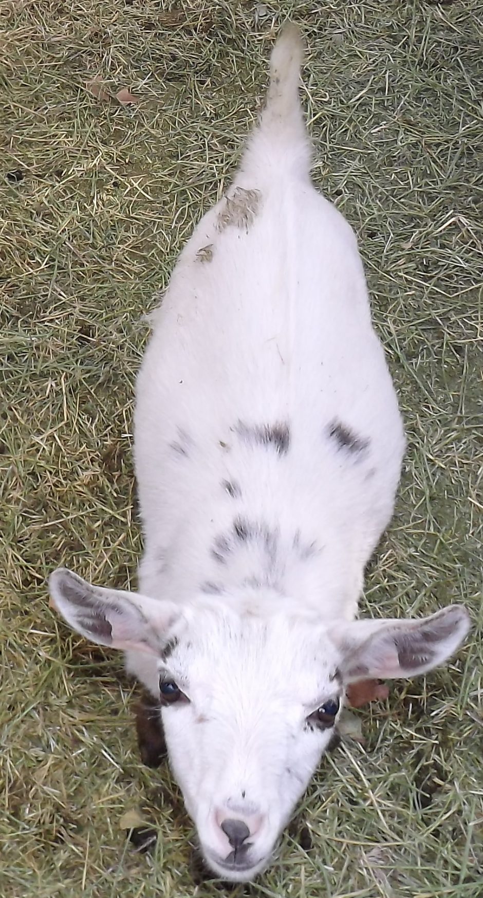 Goat Companions