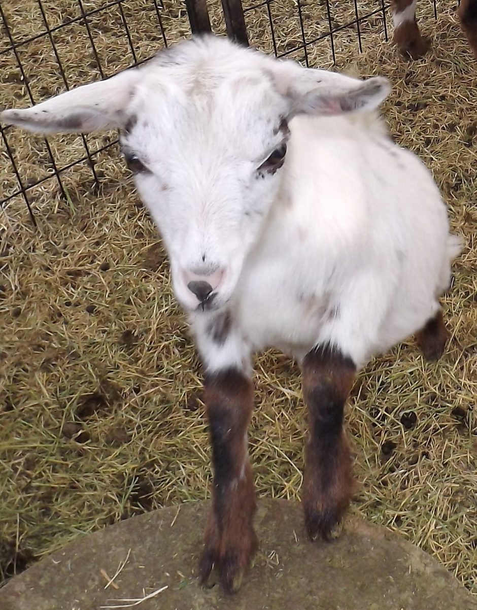 Goat Companions