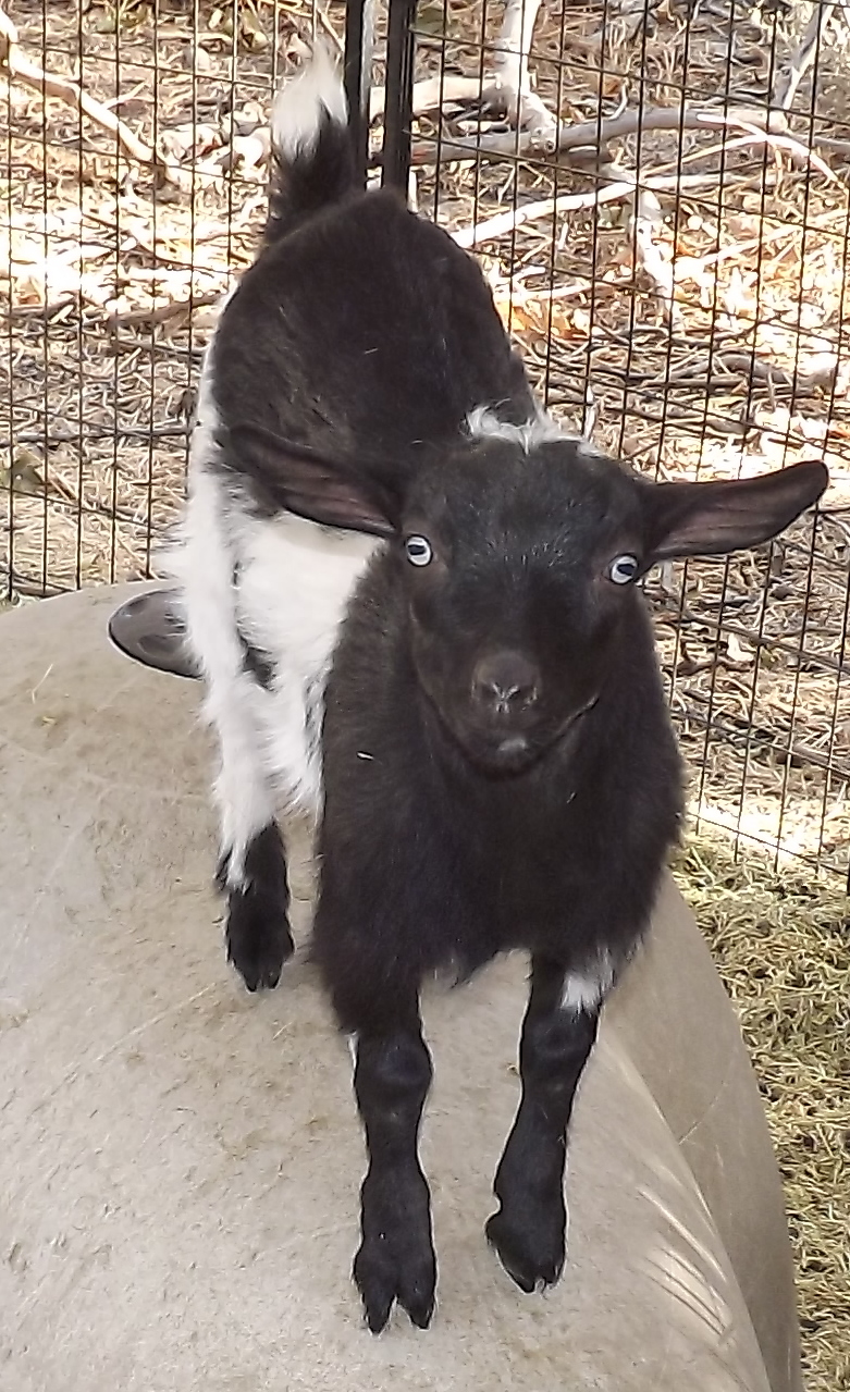 Goat Companions