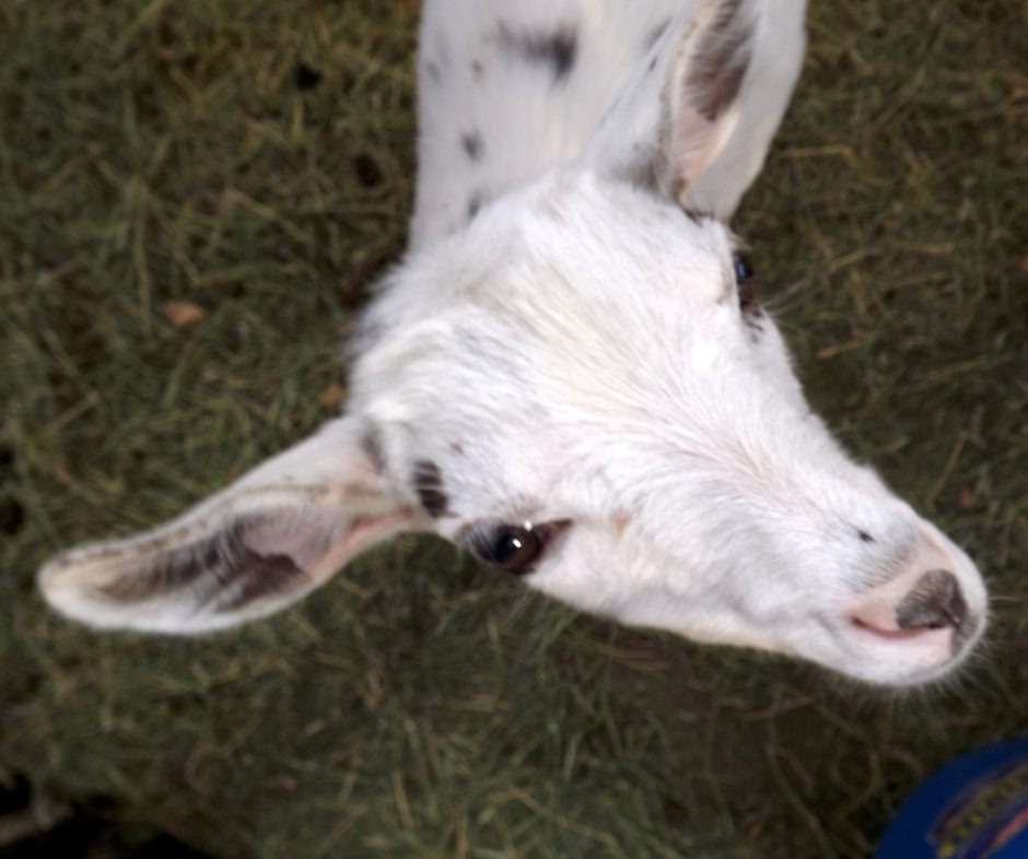 Goat Companions