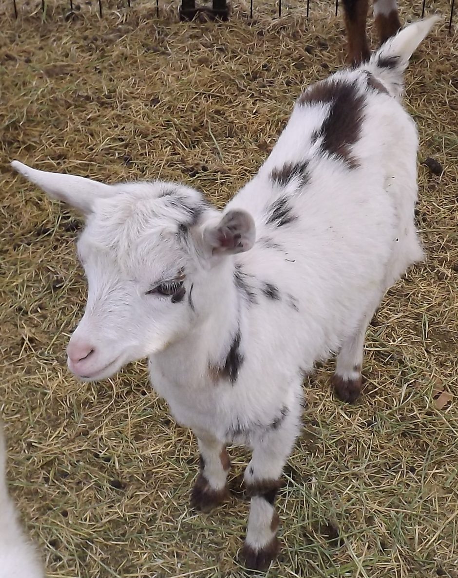 Goat Companions