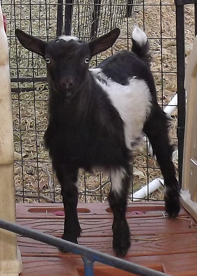 Goat Companions