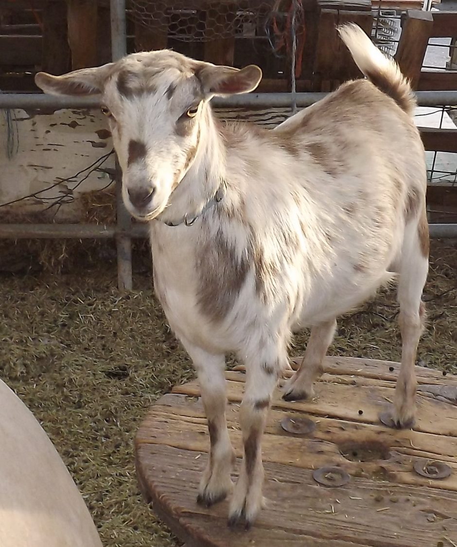 Goat Companions