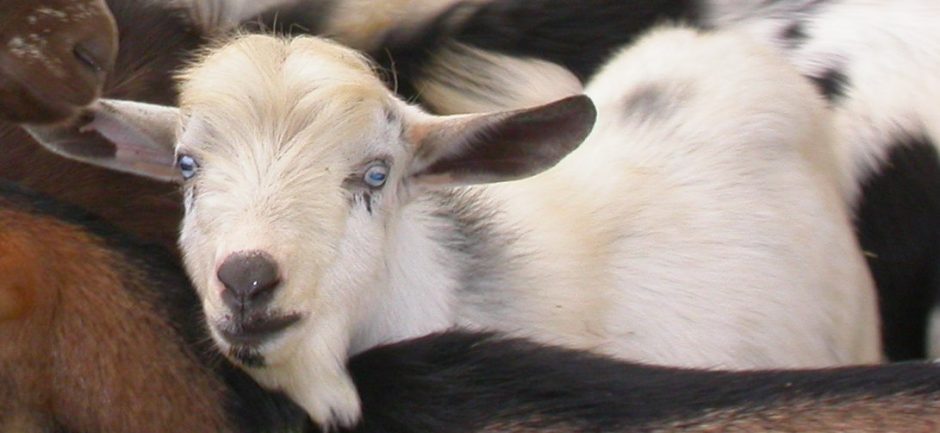 Goat Companions