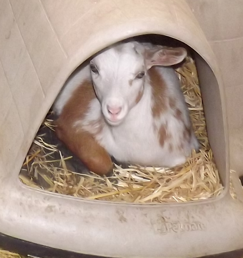 Goat Companions