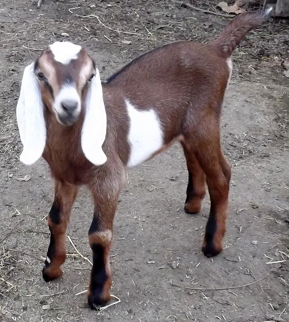 Goat Companions