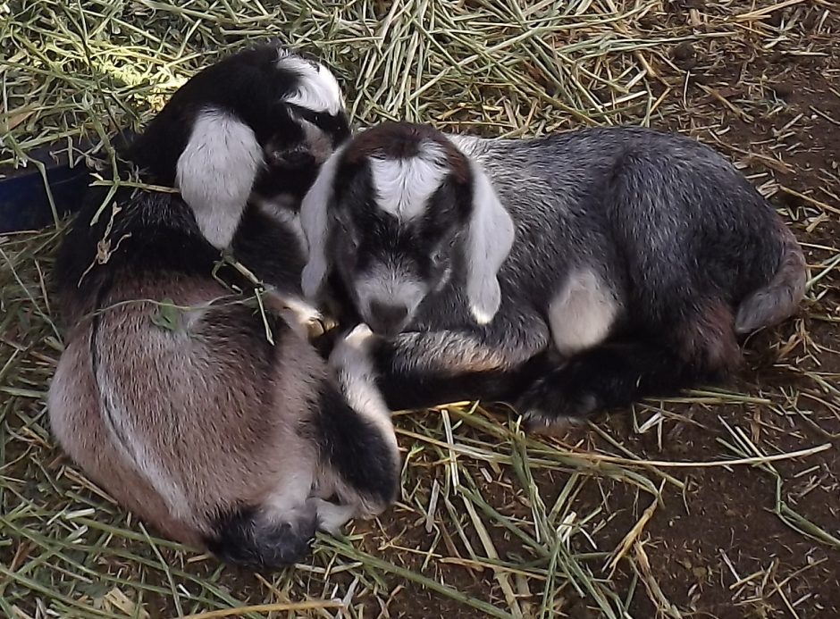 Goat Companions