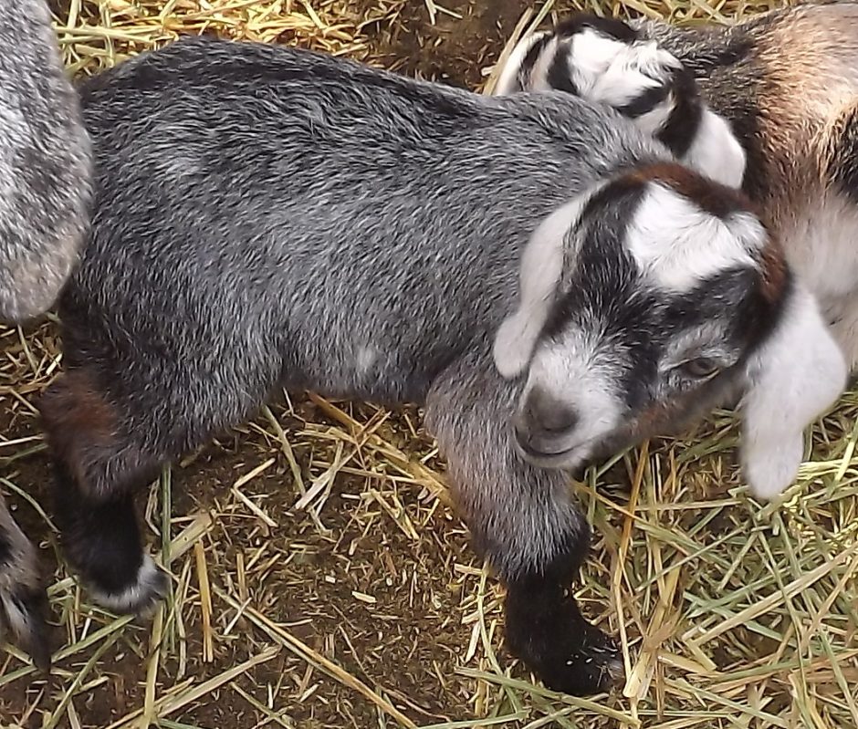 Goat Companions