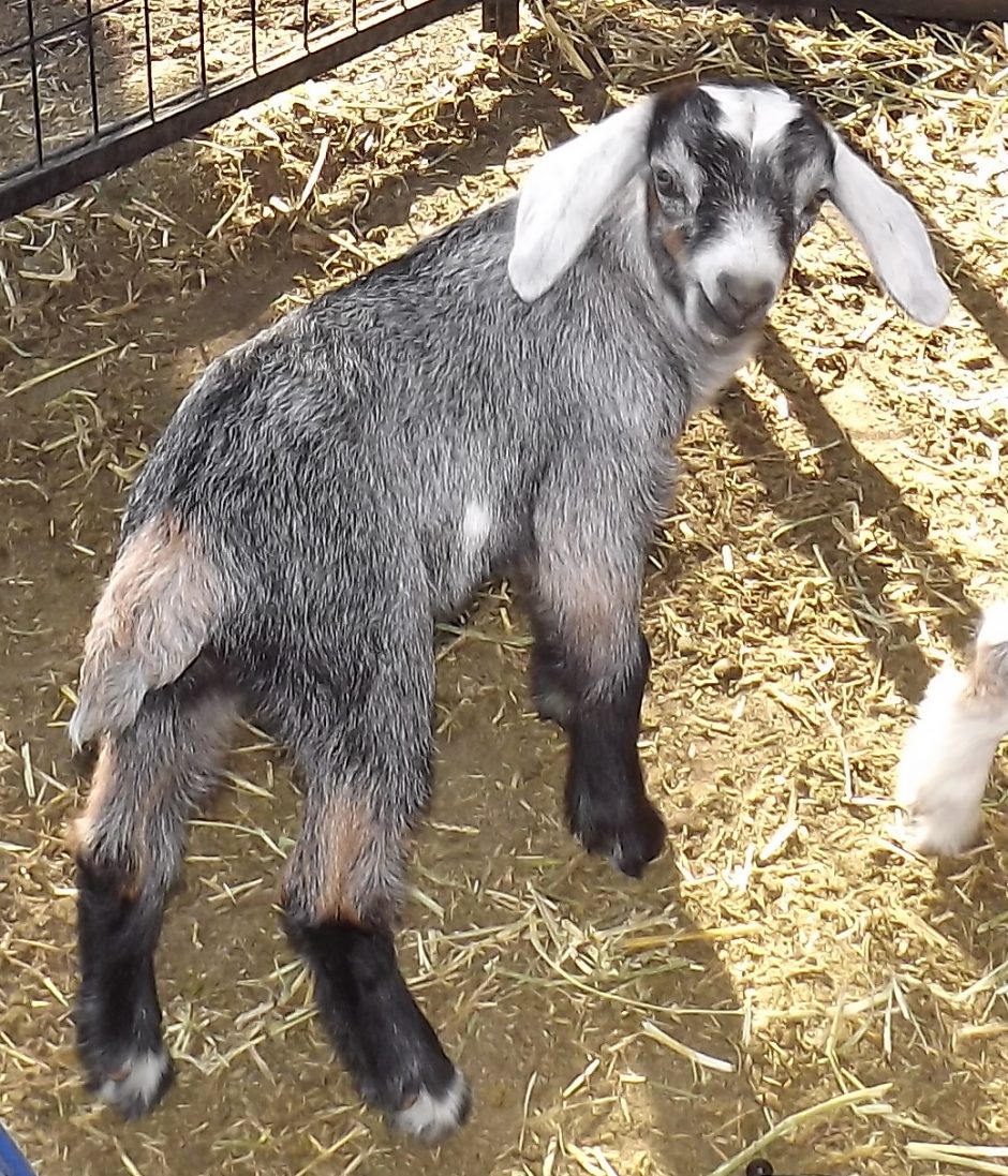 Goat Companions