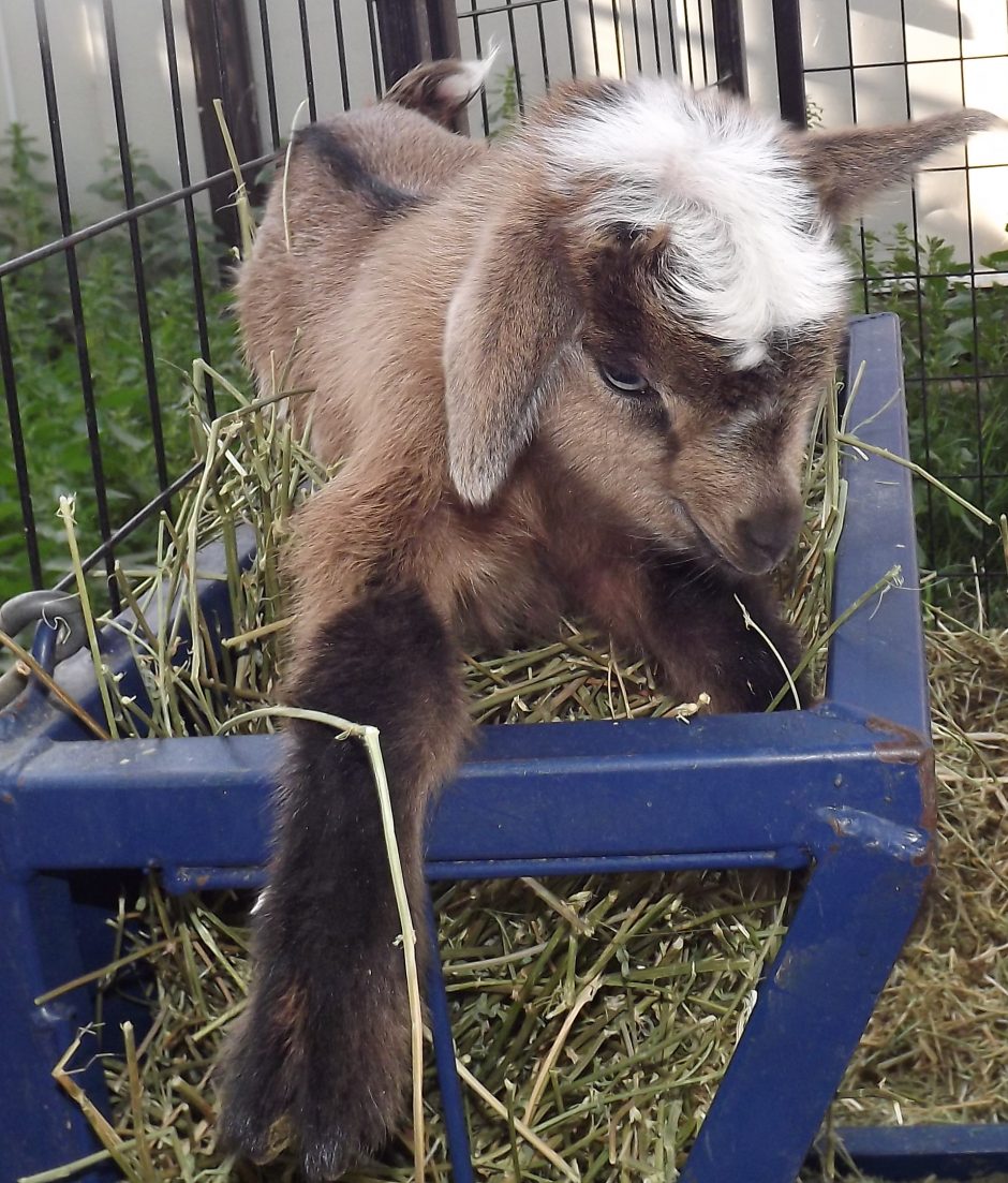 Goat Companions
