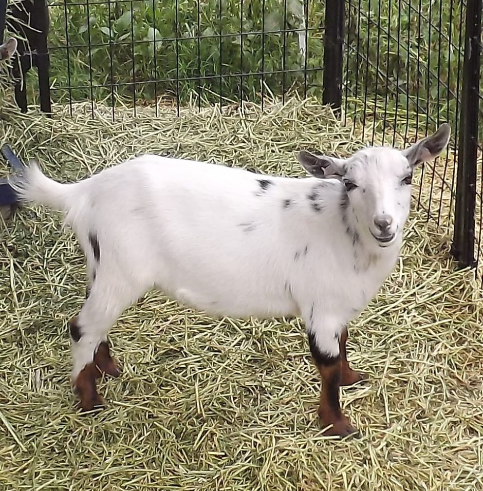 Goat Companions