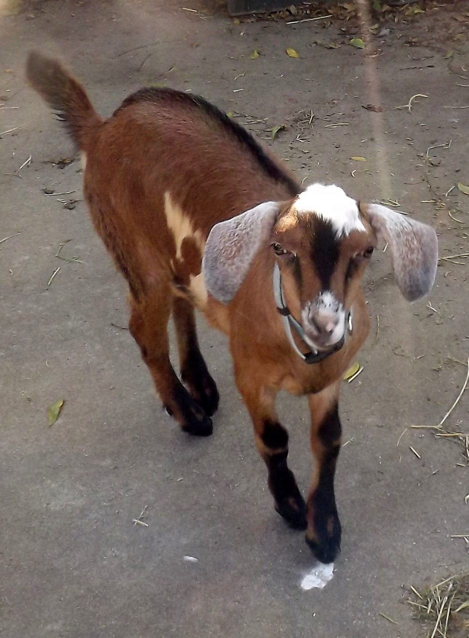 Goat Companions