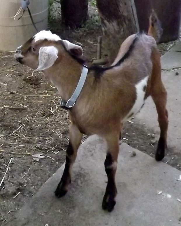Emotional Support Goat Goat Companions