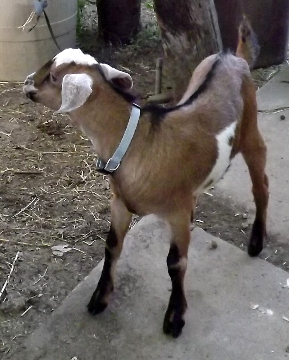 Goat Companions