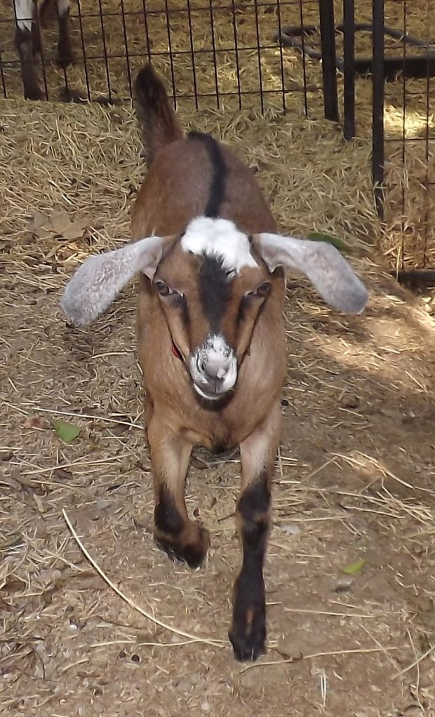 Emotional Support Goat Goat Companions
