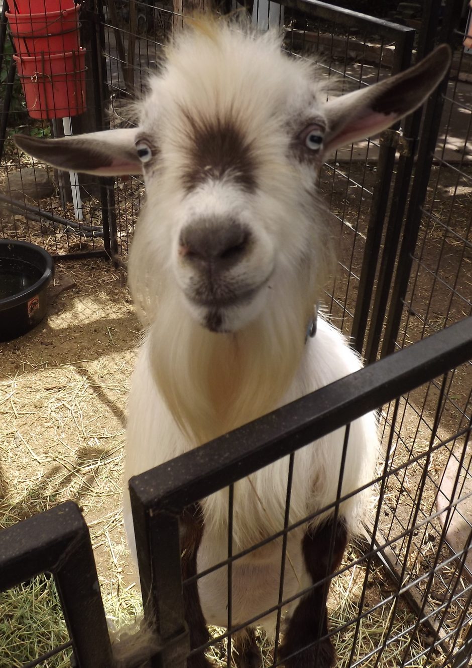 Goat Companions
