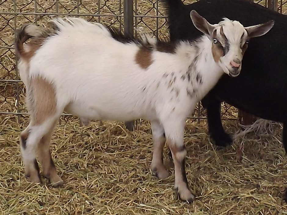 Goat Companions