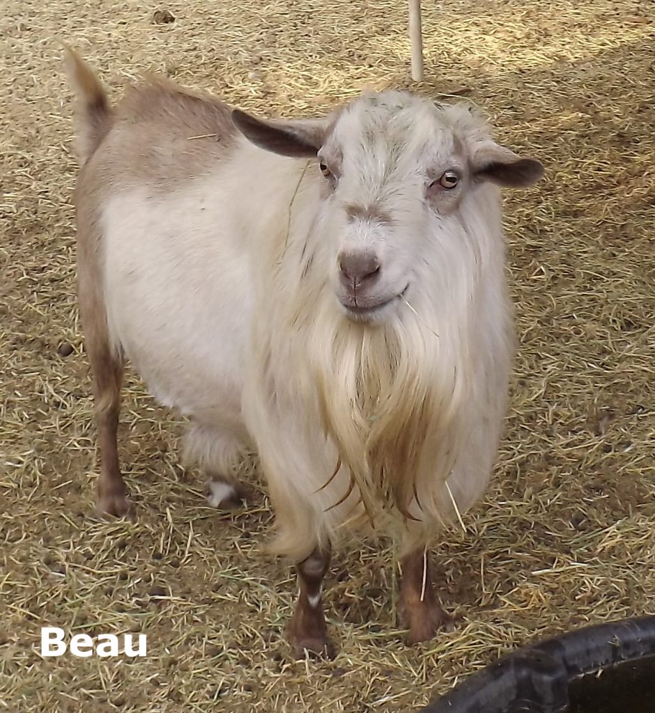 Goat Companions